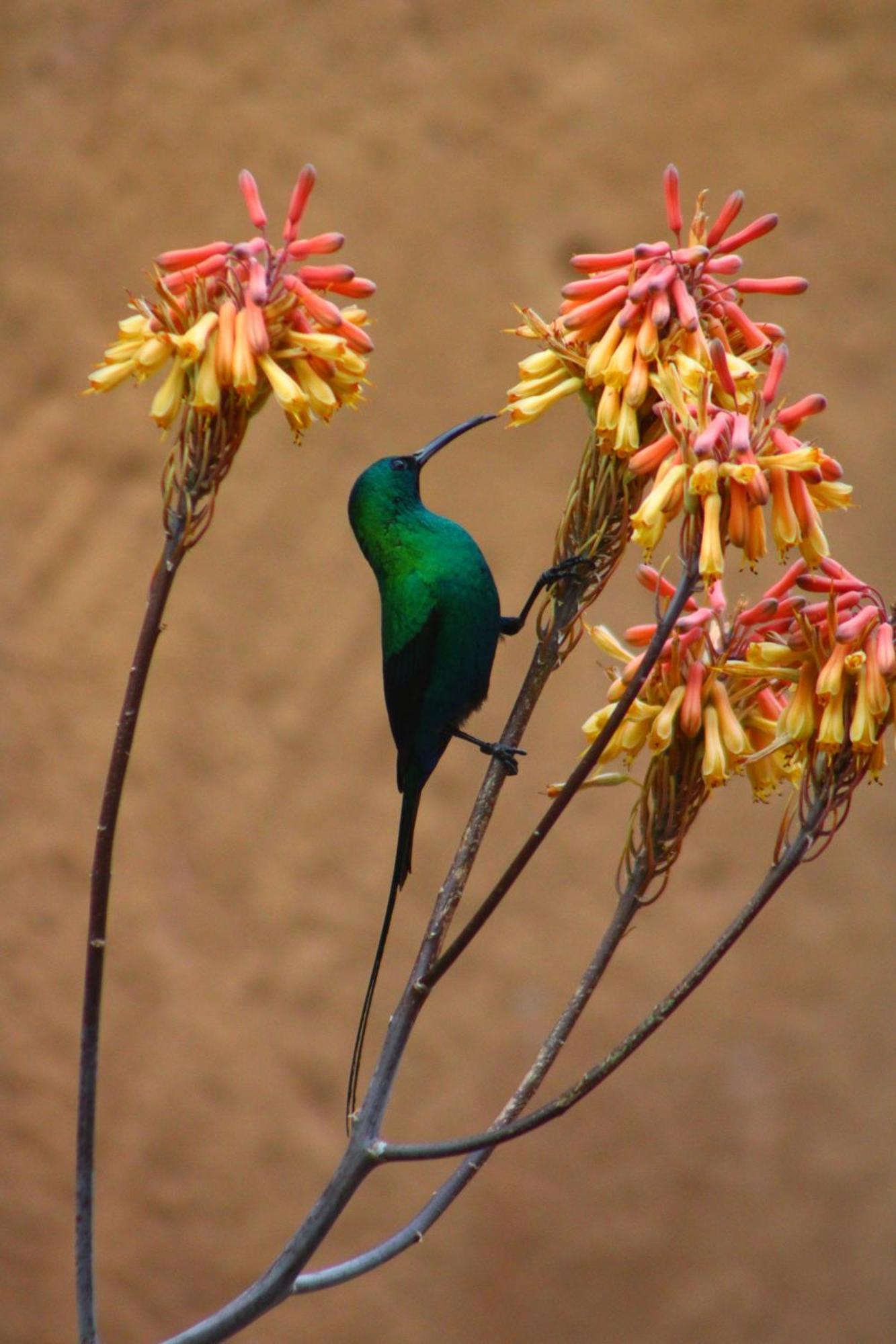 Bosch Luys Kloof Nature Reserve 莱迪史密斯 外观 照片