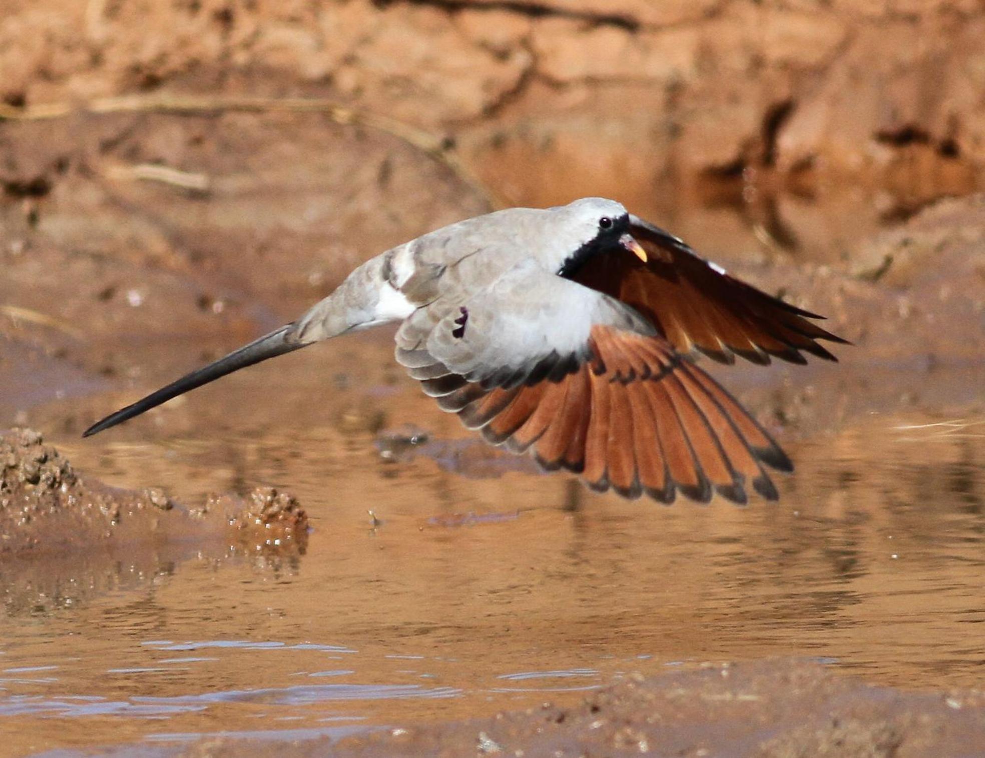Bosch Luys Kloof Nature Reserve 莱迪史密斯 外观 照片