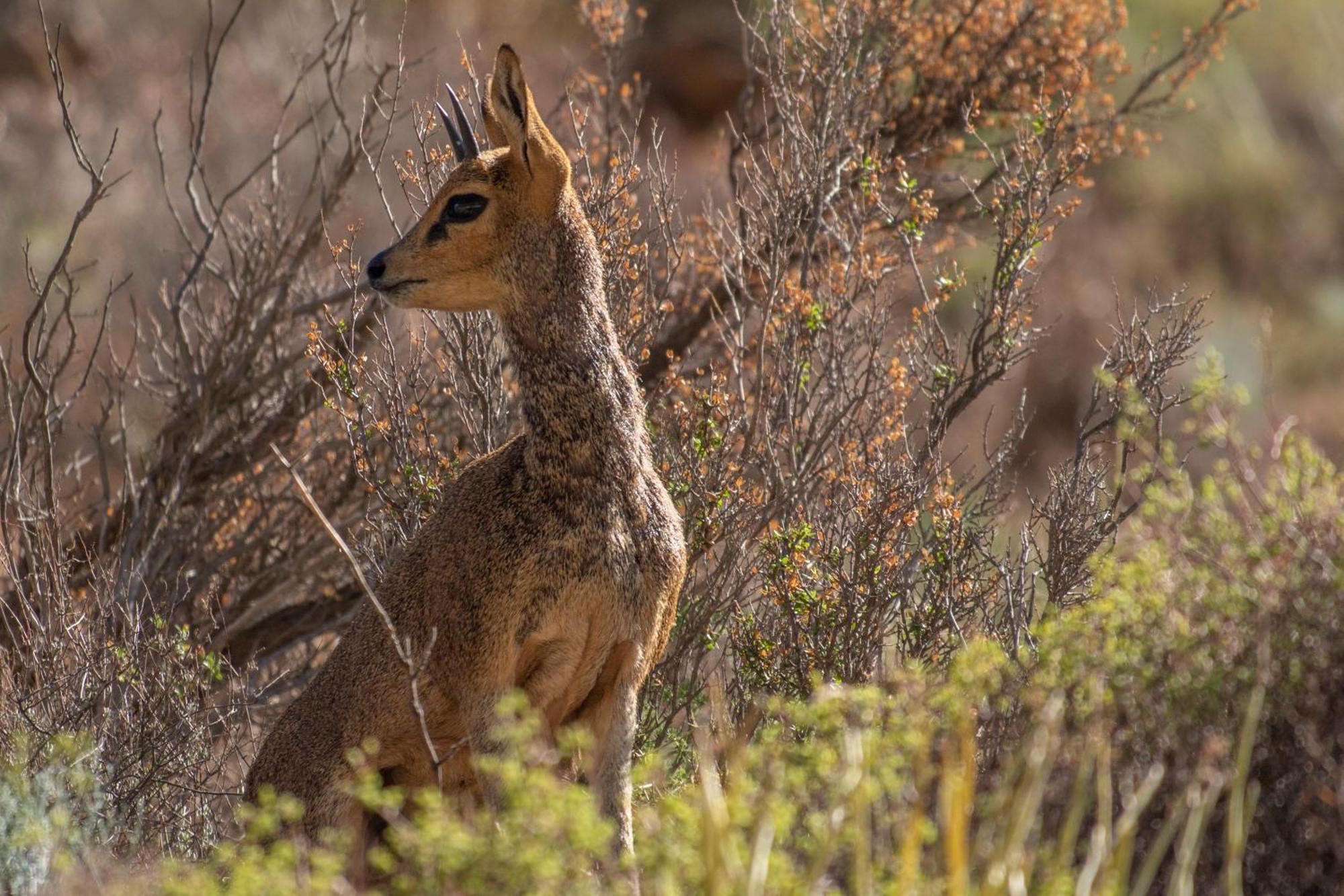 Bosch Luys Kloof Nature Reserve 莱迪史密斯 外观 照片