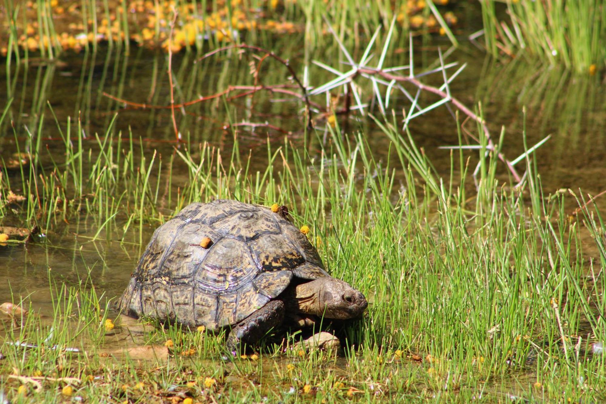 Bosch Luys Kloof Nature Reserve 莱迪史密斯 外观 照片