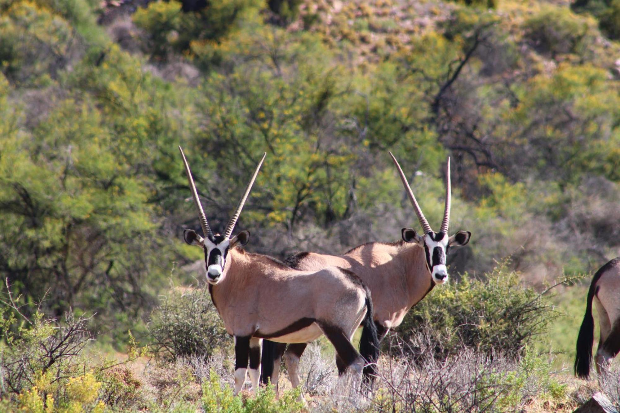 Bosch Luys Kloof Nature Reserve 莱迪史密斯 外观 照片